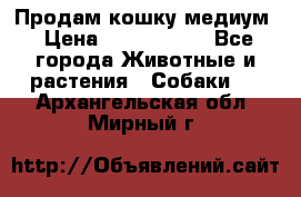 Продам кошку медиум › Цена ­ 6 000 000 - Все города Животные и растения » Собаки   . Архангельская обл.,Мирный г.